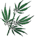 marijuana