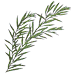 tea tree